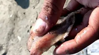 पठान मछली का सबसे अच्छा चारा | winter bait for big pathan fish / wallago fish