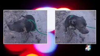Putnam County toddler seriously injured in dog attack
