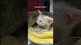#kittyoftheday #SaveTheStrays #loveandcare #kittylove