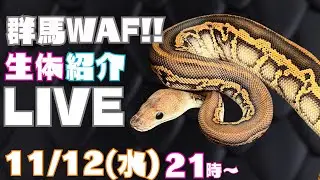 【群馬WAF！】生体紹介ライブ！