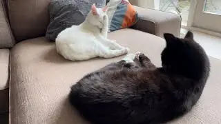 Cats synchronized self-care session