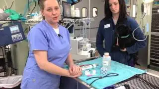 Behind the Scenes: Your Pet's Teeth Cleaning!