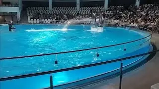 Delfinariumas Klaipėda 2025-07 #delfinai #delfinarium #dolphinarium #dolphin #klaipeda #дельфины