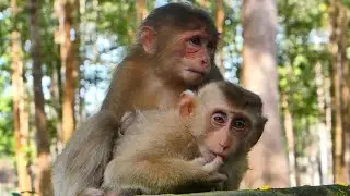 Monkey Baila is unhappy; she makes a super sad face, and Tinky comes to comfort her.