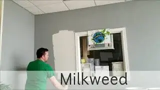 Buy Milkweed from EarthPaint Org