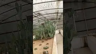 ##kaktus plant##biodiversity park ,Ranchi