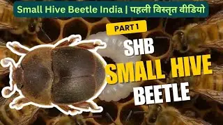 Small Hive Beetle India | Pehli Detailed Video | SHB Se Colonies Kaise Bachayen