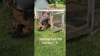 Paying back our chickens with spinach.  They give fertilizer and eggs, we share the crops