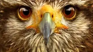 Akira - Hawk Eye [Free Download] - Dubstep