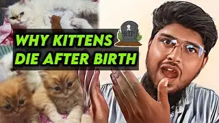 Why persian kittens die after birth | Persian cat