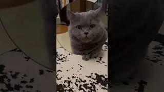 #cat #catcuteness #kitten #hilariousfails #catdance #cute #pets #funnycats #kitty