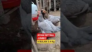 Hasil Persilangan Ayam Bangkok dan Broiler Cantik sekali ‼️ #ternakayam #hybridanimals #peternakan