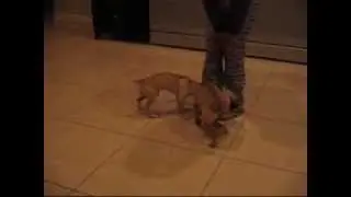 ffhf