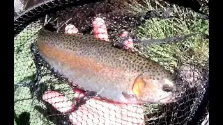 MAMMOTH CREEK: Catching and Releasing Rainbows