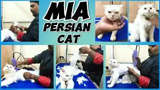 MIA PERSIAN CAT HEAVY KNOT FULL FUR REMOVAL ZERO TRIM & BATH AT PET SPA SIVAKASI /CAT GROOMING TAMIL
