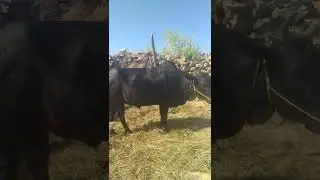 strong bulls #shorts #bull