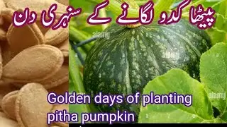 Golden days and months for planting pumpkinsپیٹھا کدو لگانے کے سنہری دن اور مہینہ
