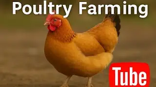 ಕೋಳಿ ಸಾಕಾಣಿಕೆ 🏡🐓🐓🐔 ನಾಟಿ ಕೋಳಿ ಗೂಡು    ಗಿರಿ ರಾಜ ಹಾಗೂ ಊರು ಕೋಳಿ ಮತ್ತು ಮೊಟ್ಟೆ
