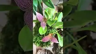 Моя королева masdevallia decumana #орхидеи #orchids #orchidslover