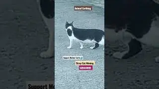 #shorts #animal #earthing #straycat