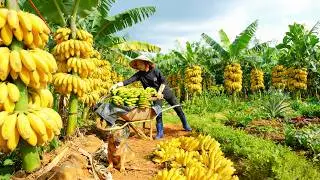 Harvest Bananas Go To The Market To Sell &ndash; Cooking &ndash; Gardening &ndash; Animal Farming| Tieu Lien Harvest