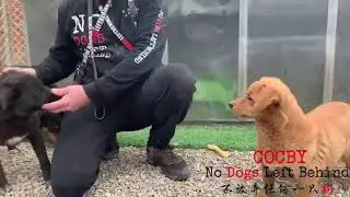 NO DOGS LEFT BEHIND: Cocby