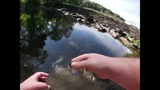 Creek Chubs