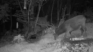 An Unlikely Pair - Deer & Badger