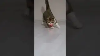 💗#cat #petlover #pets #nature #peaceful #shorts #viral #naturelovers #playingwithpets #funny #play