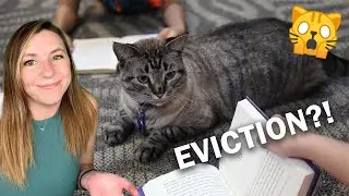 Кто мог так поступить с этими кошками?