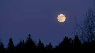 Supermoon rising in the night sky with a silhouette of a forest FREE STOCK VIDEO