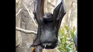 How Do Bats Pee?
