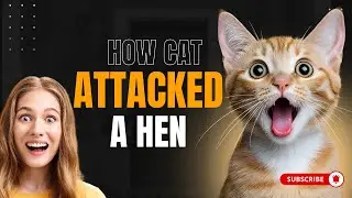 wild cat in remote village, attacks a hen.