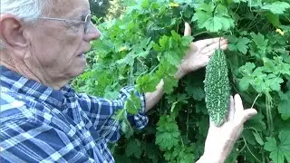 BITTER MELON - NEW TRELLIS & HARVEST - HOW TO DO IT  (OAG 2016)