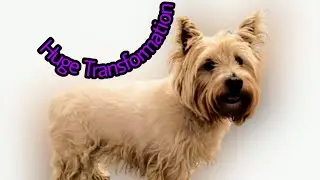 How to wash your dog. Huge Transformation - Mucky Pup to Glamouros Pup #muckypup, #Glamourouspup,