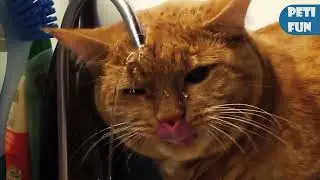 The FUNNIEST Pet Videos of the year! 🤣 | BEST Compilation @petcollective