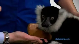 A lemur, two tortoises, and a screech owl stop by the DMN studio