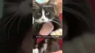 Cat Funny Videos 🥰 Funny Cat Videos 😹 # Episode 7362