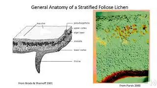 Lichen Anatomy, Part 1
