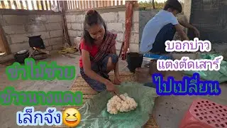 บอกบ่าวแตงตัดเสาร์ไปเปลี่ยน ไม้ช่วยข้าวนางแดงทำไมน้อยจัง😄✌️#บ่าวลาวพาเพลิน#4/2/26