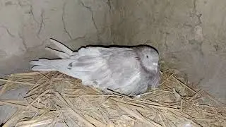 कबूतर अंडा कैसे देता है|| कबूतरी अंडा कैसे देती है|| कबूतर उड़ान वाले ||कबूतर सिराजी ||