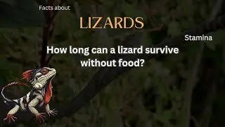 Fact about Lizard 16 - How long can a lizard survive without food?