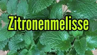 Zitronenmelisse pflege gießen düngen schneiden vermehren Standort anbauen ernten Pflegetipps Melissa