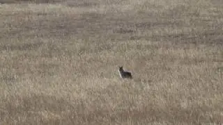 Big Sky Hunting - Coyote Got Lucky in Central Montana