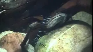 019 Satanoperca Leucosticta
