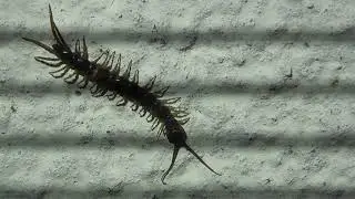 Centipede Insect on wall in cambridge UK 29jan2021 854p