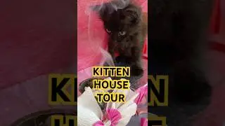 KITTEN HOUSE TOUR💕 #kitten #shorts