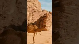 Camels&rsquo; Secrets #beyondthehorizon #frominfinitytoinfinity