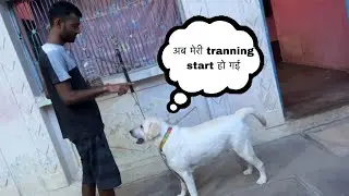 Rocky(dog) की ट्रेनिंग स्टार्ट हो गई 🤓😍 #doglover #dogshorts #dailyvlog #trendingvideo