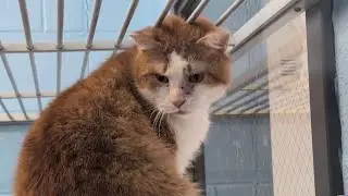Roanoke Valley SPCA finds foster care for all shelter animals in need, in search for RCACP fosters